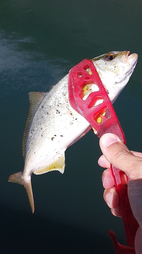 ショゴの釣果