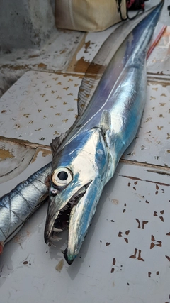 タチウオの釣果