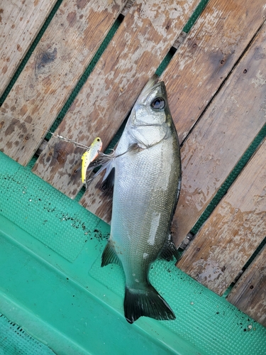 セイゴ（ヒラスズキ）の釣果