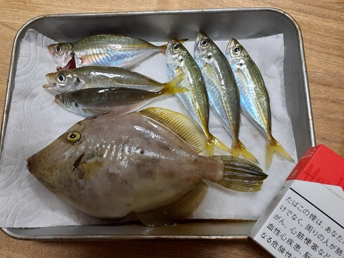 カワハギの釣果