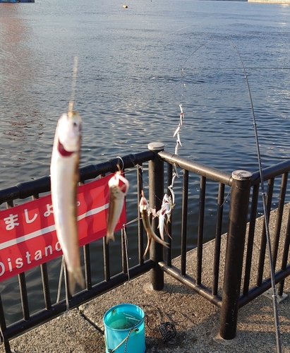 カタクチイワシの釣果