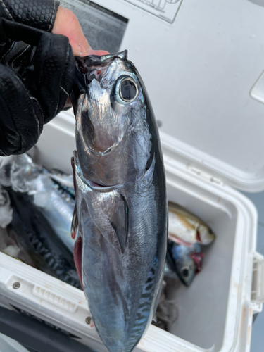 ソウダガツオの釣果