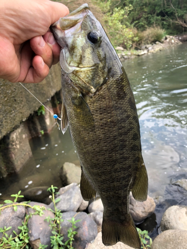 スモールマウスバスの釣果