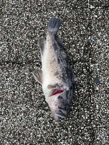 クロソイの釣果