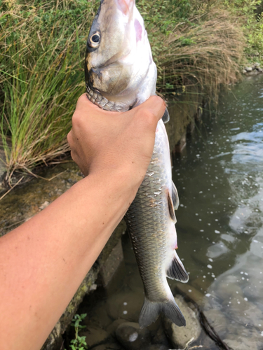 ニゴイの釣果