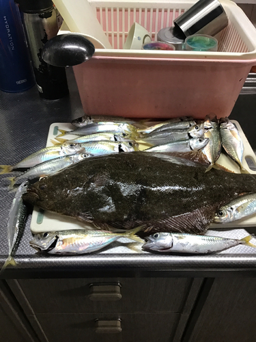 ヒラメの釣果