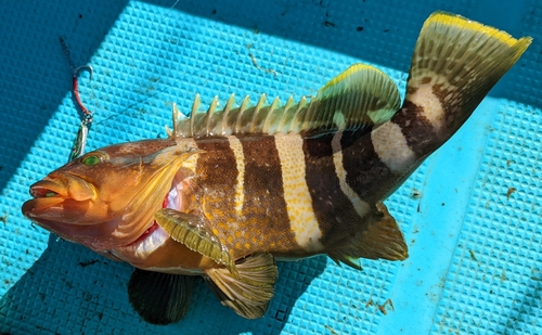 アオハタの釣果