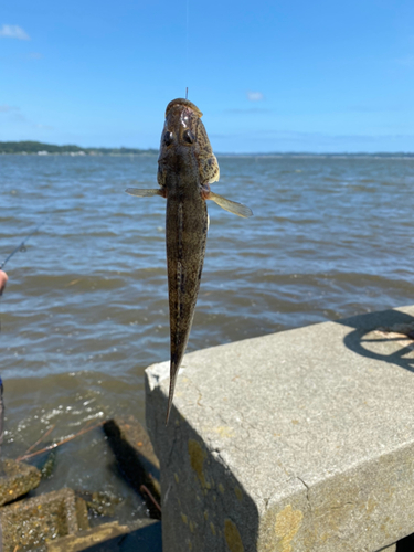 マハゼの釣果