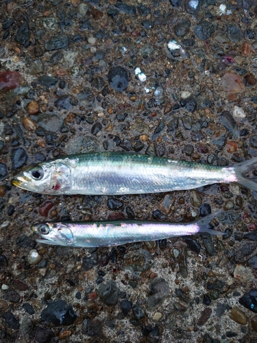 マイワシの釣果