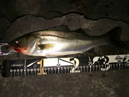 シーバスの釣果