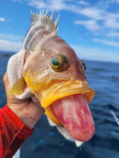 アオハタの釣果