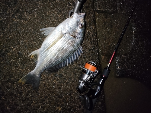 キビレの釣果