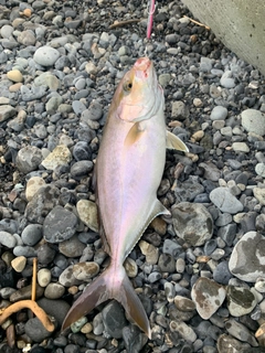 ショゴの釣果