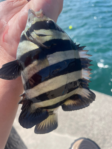 シマダイの釣果