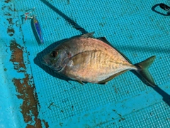 カイワリの釣果