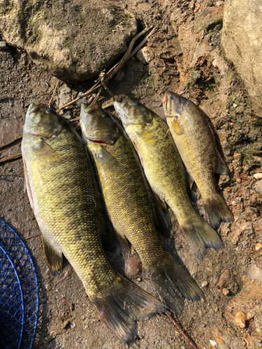 スモールマウスバスの釣果