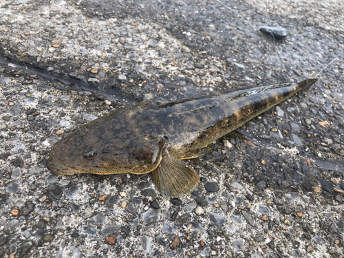 マゴチの釣果