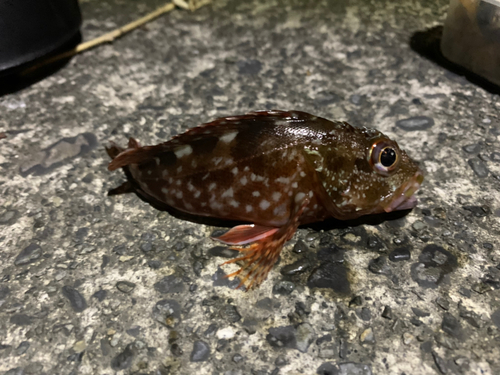 カサゴの釣果