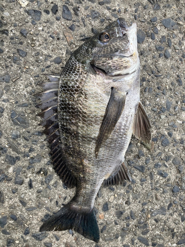 クロダイの釣果