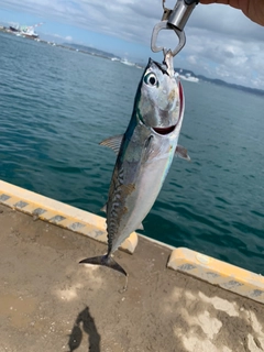 ソウダガツオの釣果