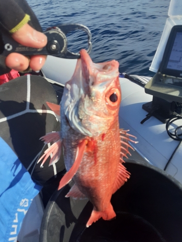 アカムツの釣果