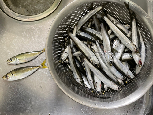 カタクチイワシの釣果