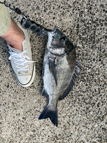 チヌの釣果