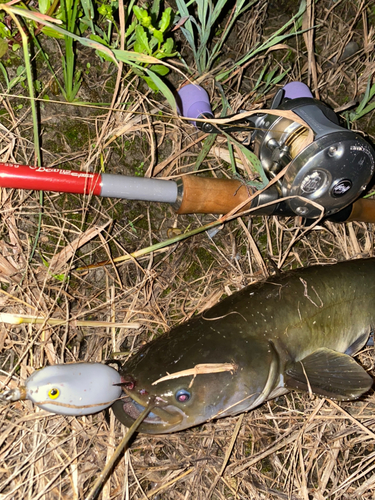 ナマズの釣果