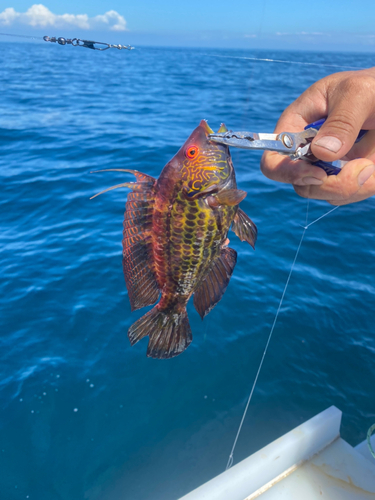 オハグロベラの釣果