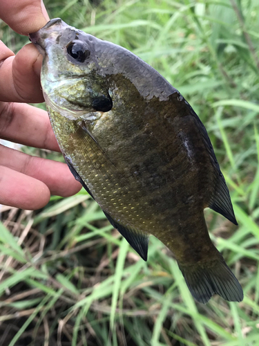 ブルーギルの釣果