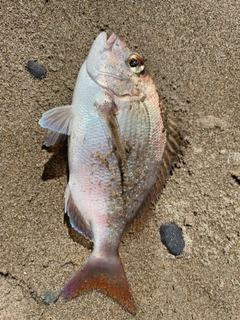 タイの釣果