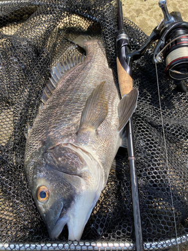 チヌの釣果