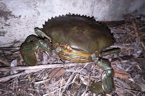 ノコギリガザミの釣果