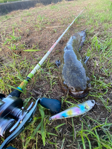 ナマズの釣果