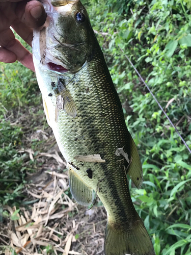 ラージマウスバスの釣果