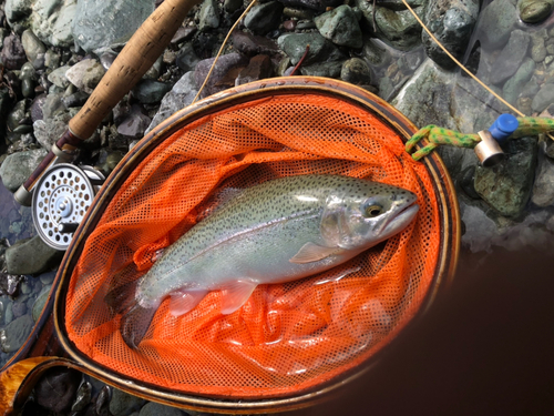 ニジマスの釣果