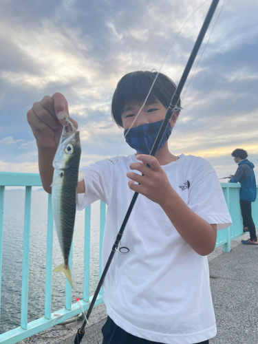 サバの釣果