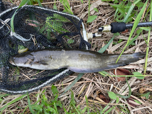 ナマズの釣果