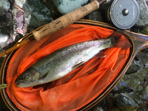 ニジマスの釣果