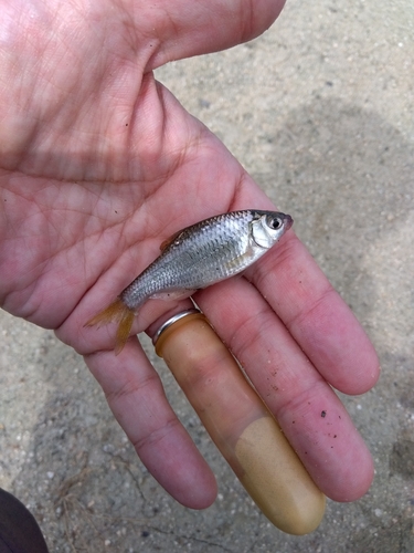 タナゴの釣果