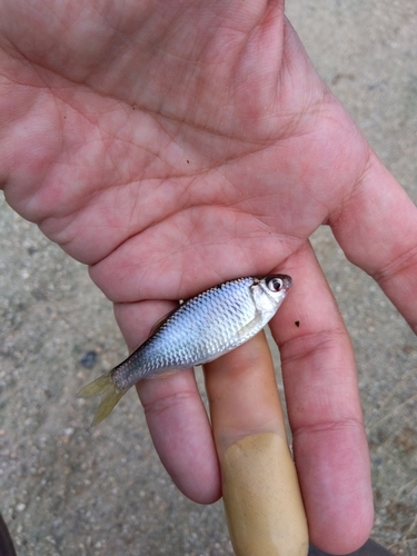 タナゴの釣果