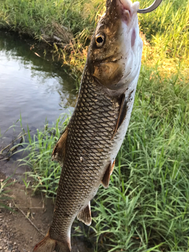 ニゴイの釣果