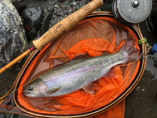 ニジマスの釣果