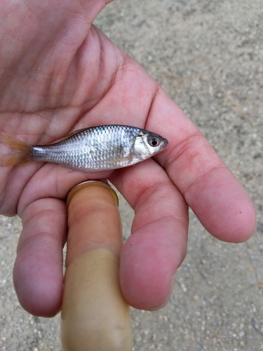 タナゴの釣果