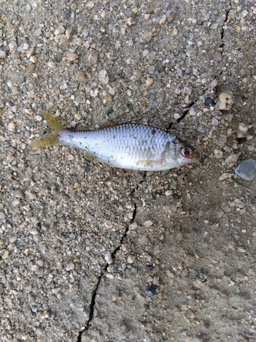 タナゴの釣果