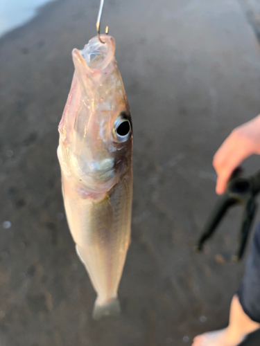 キスの釣果