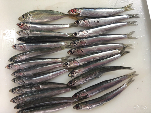 アジの釣果