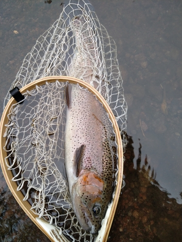 ニジマスの釣果