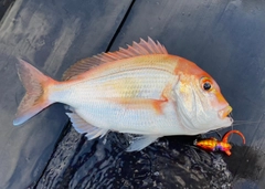 レンコダイの釣果