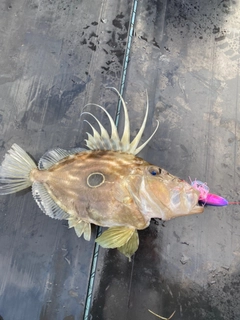 マトウダイの釣果